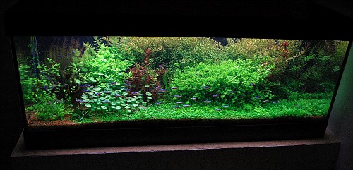 Image Not Loaded
